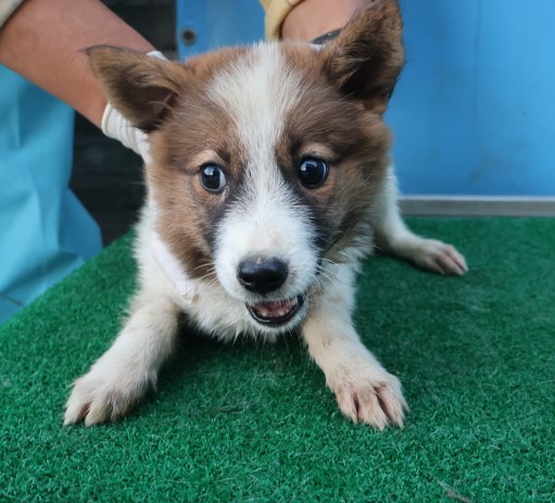 제주 동물보호센터_450650202403420